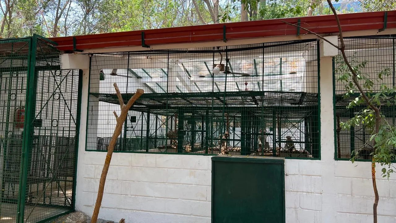 Construction of the Nocturnal Enclosure